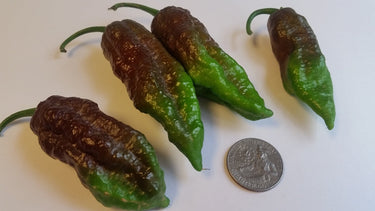 Chocolate Fatalii - Seeds - The Pepper Pantry (Formerly Marie Sharp's)